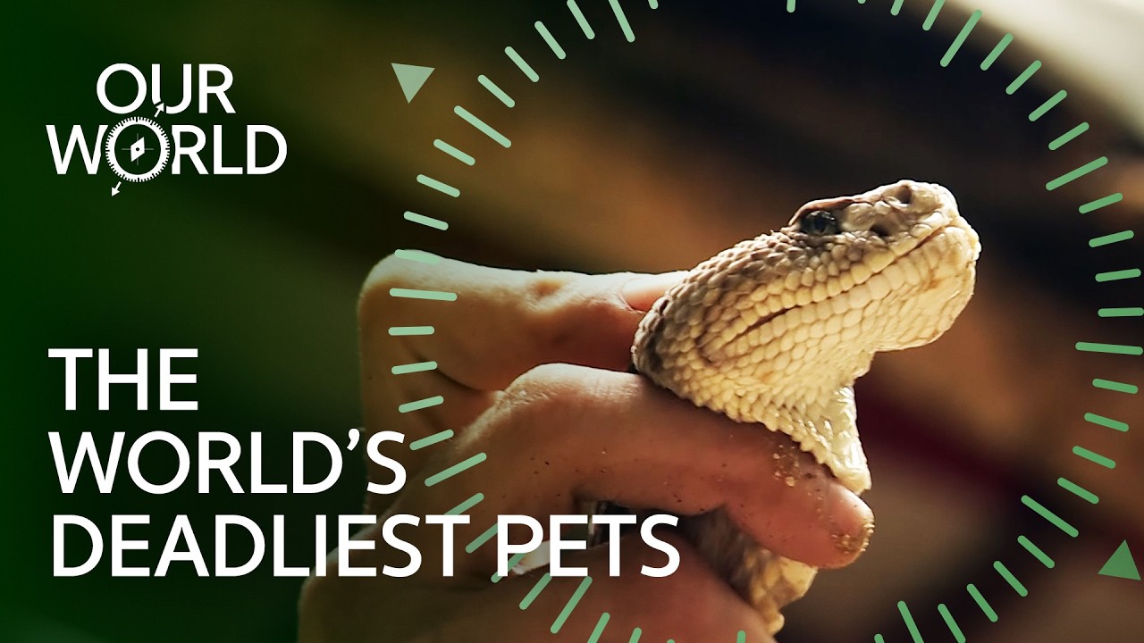 He Kept 50 Deadly Snakes At Home (4K Real Documentary)