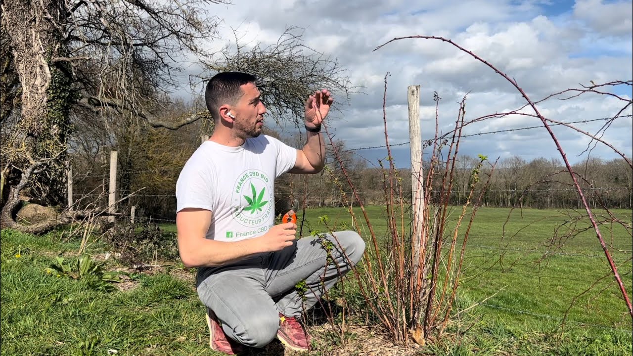 Les framboisiers : plantation, entretien, taille, récolte et conseils pour réussir.