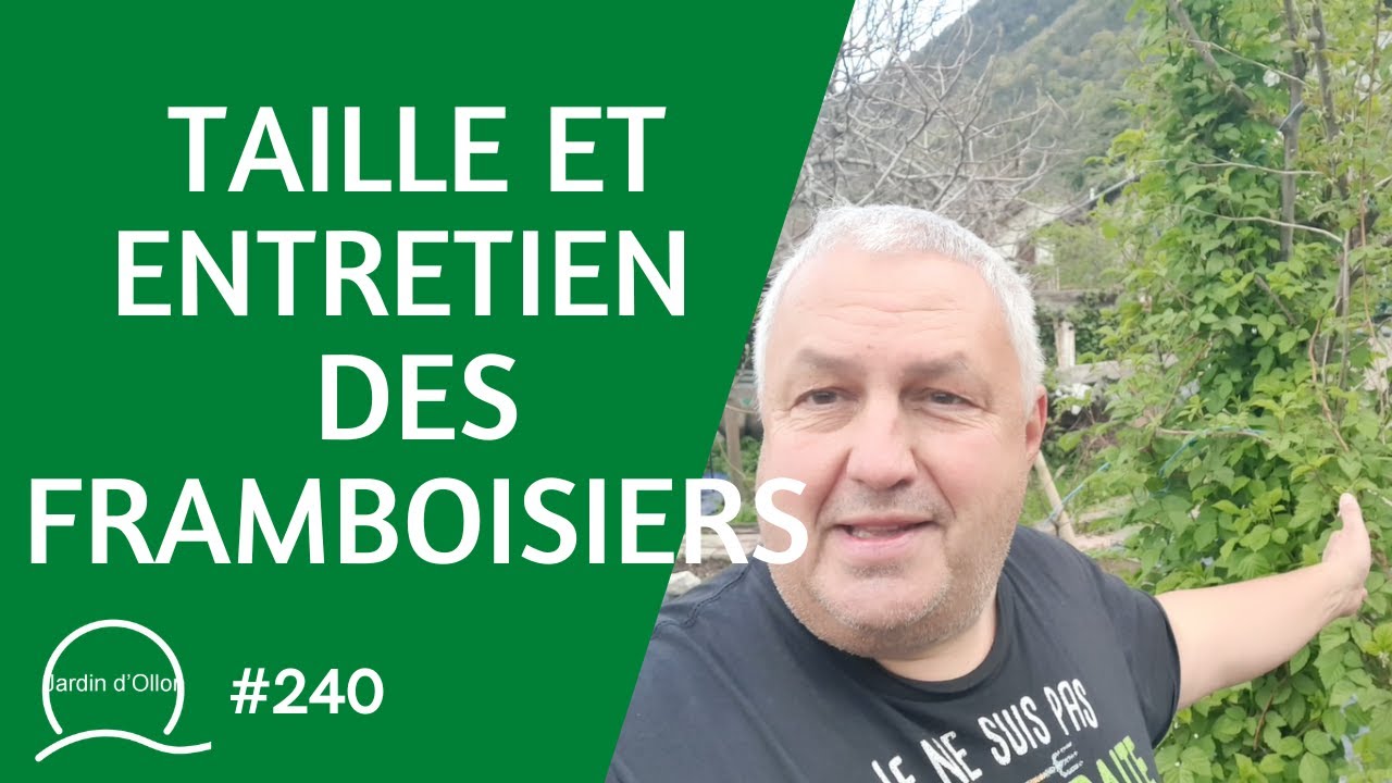 #240-Taille et entretien des framboisiers