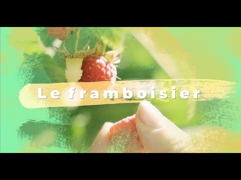 Framboisier : Plantation, taille, conseils d'entretien
