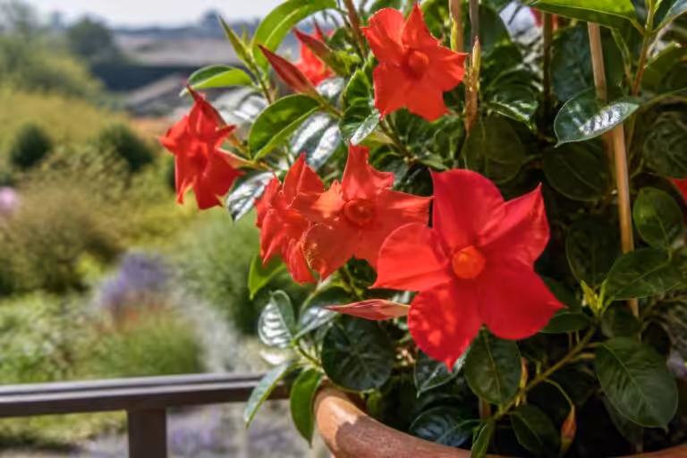 découvrez comment entretenir et cultiver la dipladénia avec nos conseils pratiques pour une plante saine et florissante toute l'année.