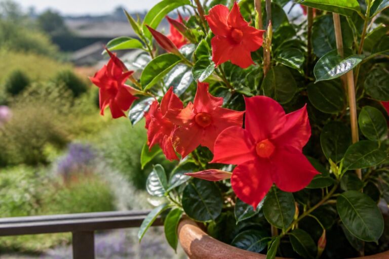 découvrez comment entretenir et cultiver la dipladénia avec nos conseils pratiques pour une plante saine et florissante toute l'année.